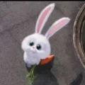 Bunny
